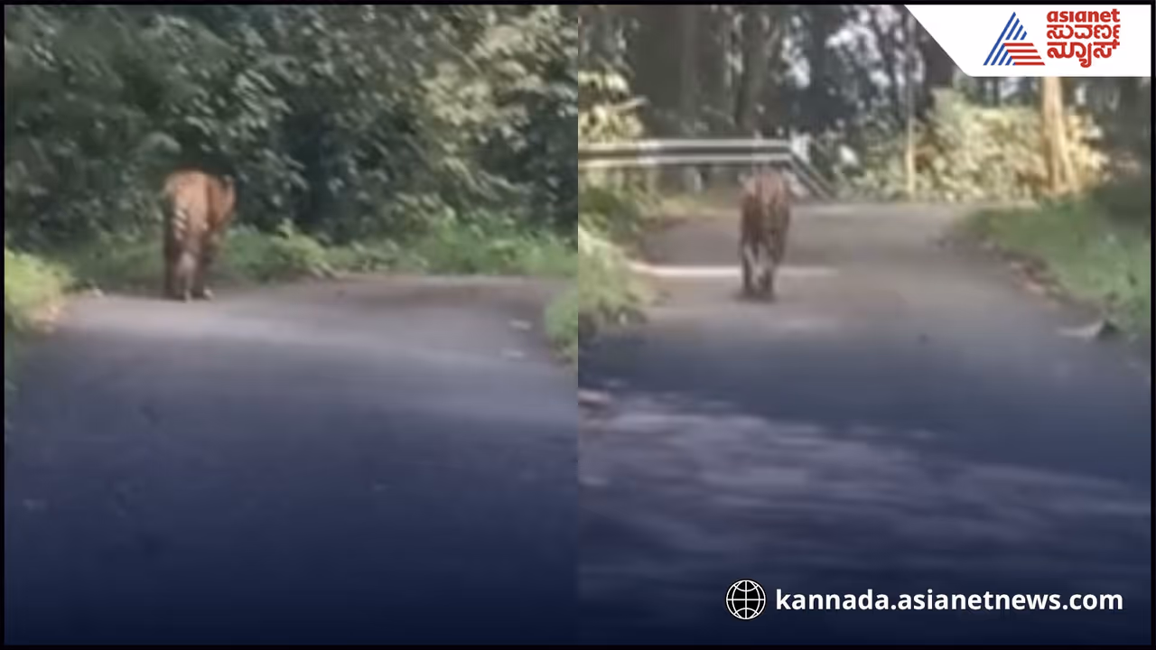 Uttara Kannada tiger viral video