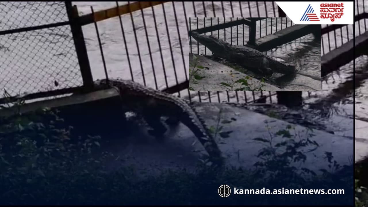 Crocodile crosses safety fence in Dandeli Kali river