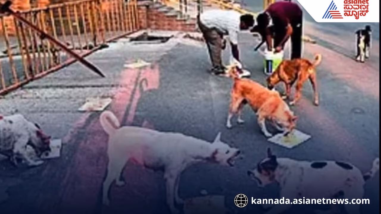 Udupi stray dog feeding rules