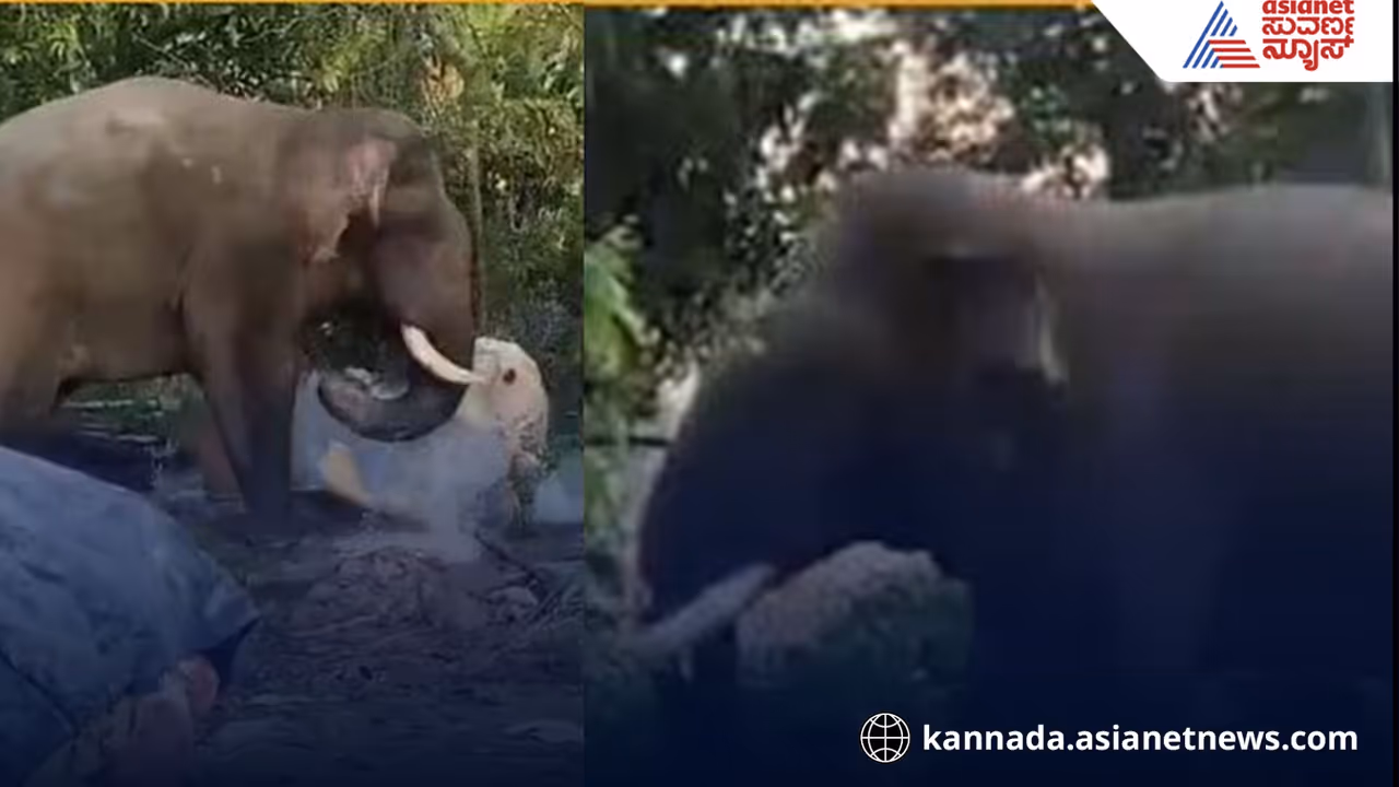 Bhima elephant tusk broken