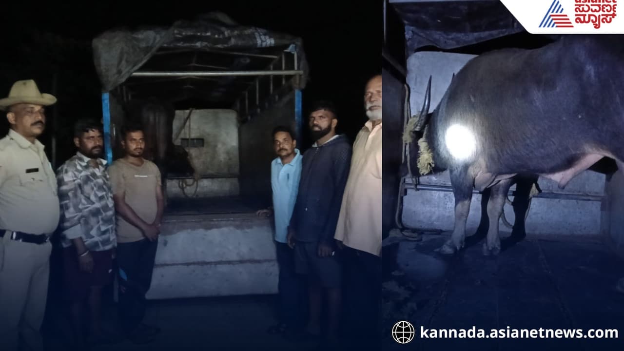 illegal buffalo transport Karwar