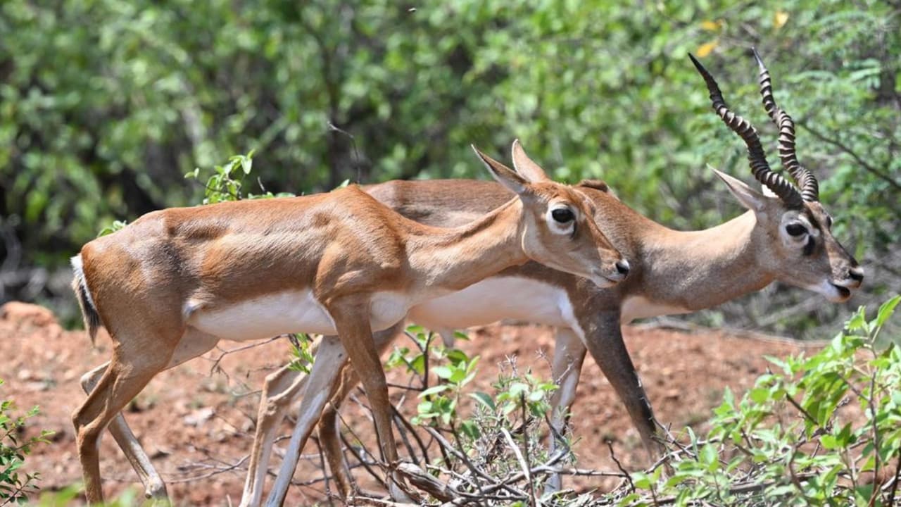 Kittur Rani Channamma zoo incident