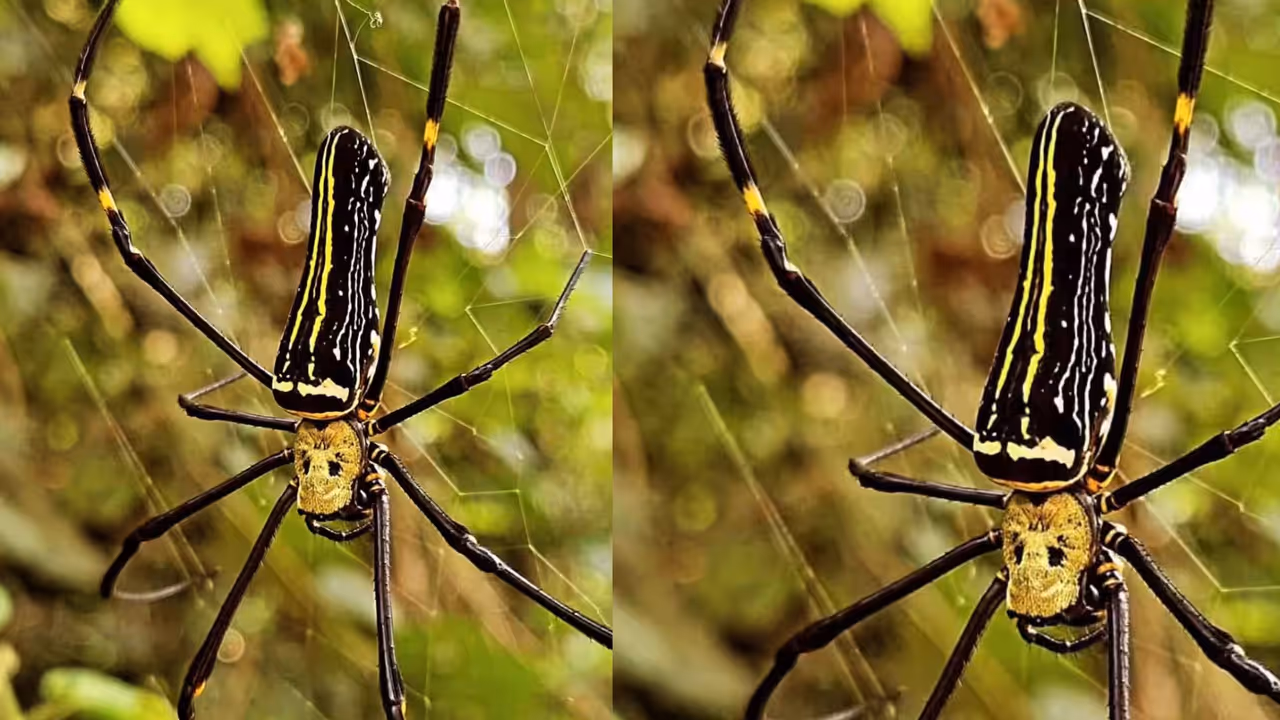 Nephila giant spider discovered 