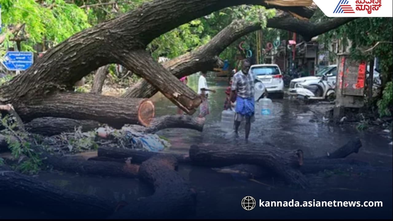 Over a thousand dangerous trees found in bengaluru city rav