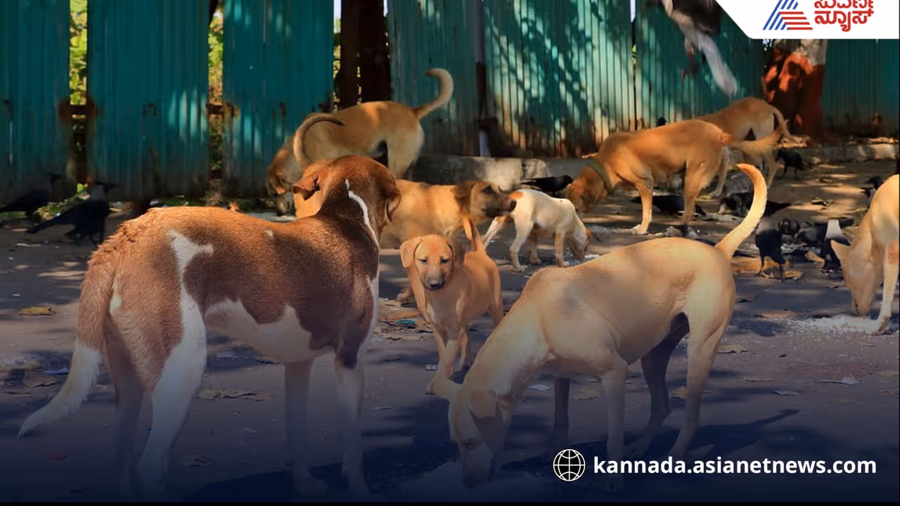 Chicken rice twice a day for Bengalurus street dogs Chicken rice twice a day for Bengalurus street dogs
