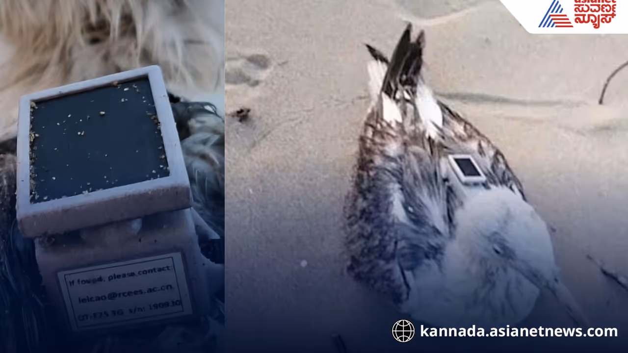 Is China spying by sending a seagull to Karwar? Is China spying by sending a seagull to Karwar?