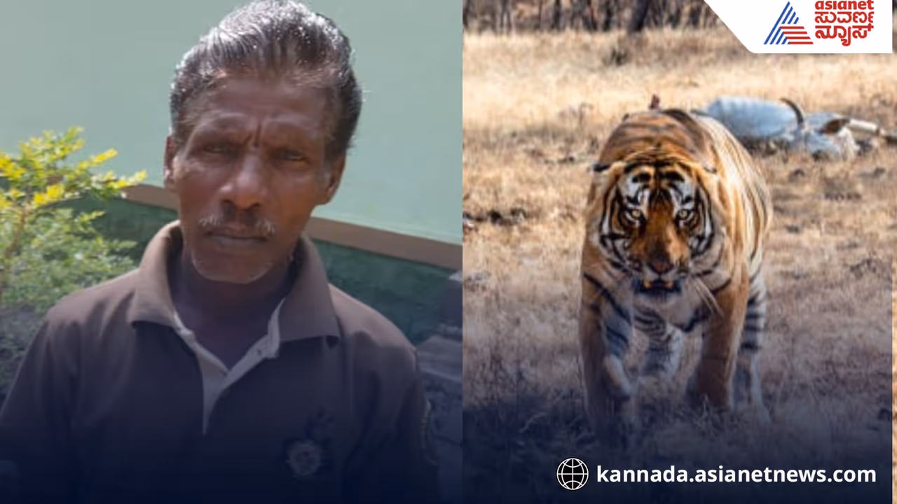 Bandipur Forest Guard Killed in Tiger Attack During Patrol chamarajanagar Bandipur Forest Guard Killed in Tiger Attack During Patrol chamarajanagar