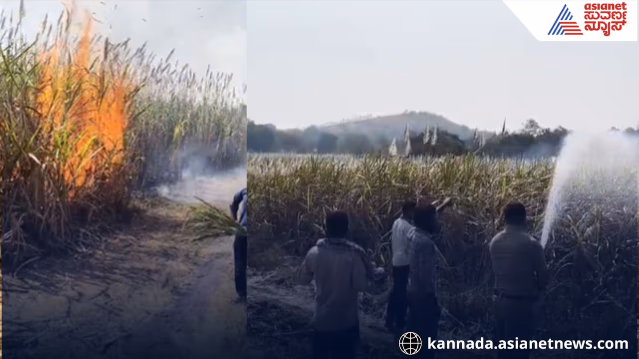 harwad Short Circuit Fire Destroys 20 Acres of Sugarcane Crop Farmers Devastated harwad Short Circuit Fire Destroys 20 Acres of Sugarcane Crop Farmers Devastated