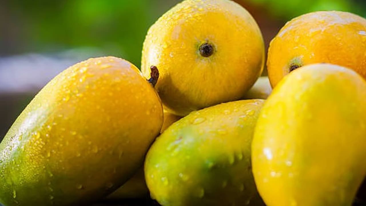 Karnataka Mango Prices to Soar Climate Change Hits Yields This Year Karnataka Mango Prices to Soar Climate Change Hits Yields This Year