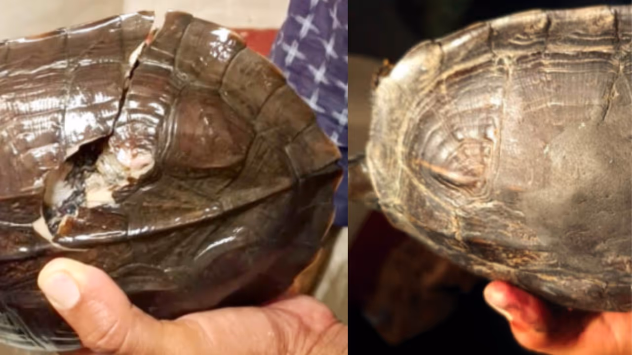 Nanjangud Youths revive broken turtle s shell using M sil Nanjangud Youths revive broken turtle s shell using M sil