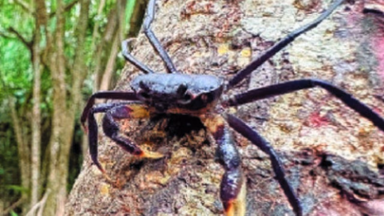 New tree living crab species found in agumbe Karnataka New tree living crab species found in agumbe Karnataka