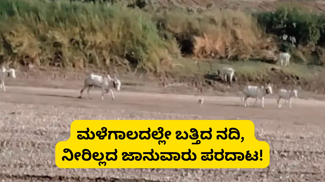 Monsoon deficit in karnataka Bhima river is dry no water for livestock or agriculture Monsoon deficit in karnataka Bhima river is dry no water for livestock or agriculture