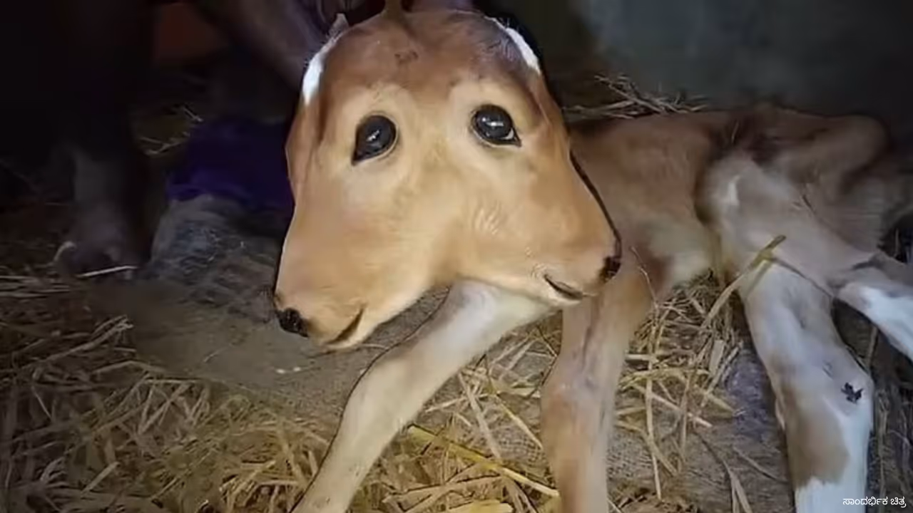 Mysuru A Gir cow has given birth female calf with two heads and two tails viral Mysuru A Gir cow has given birth female calf with two heads and two tails viral