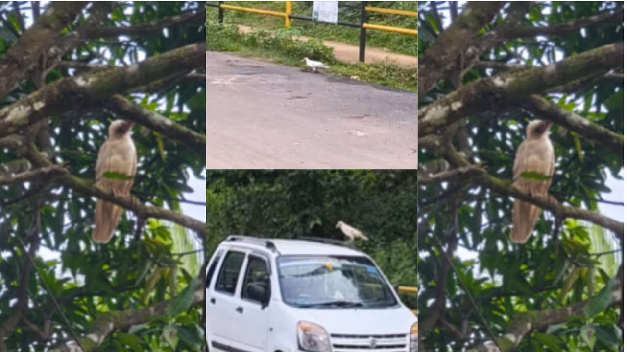 Lucky Sign or Nature Rarity White Crow Spotted in Uttara Kannada Yellapur Lucky Sign or Nature Rarity White Crow Spotted in Uttara Kannada Yellapur