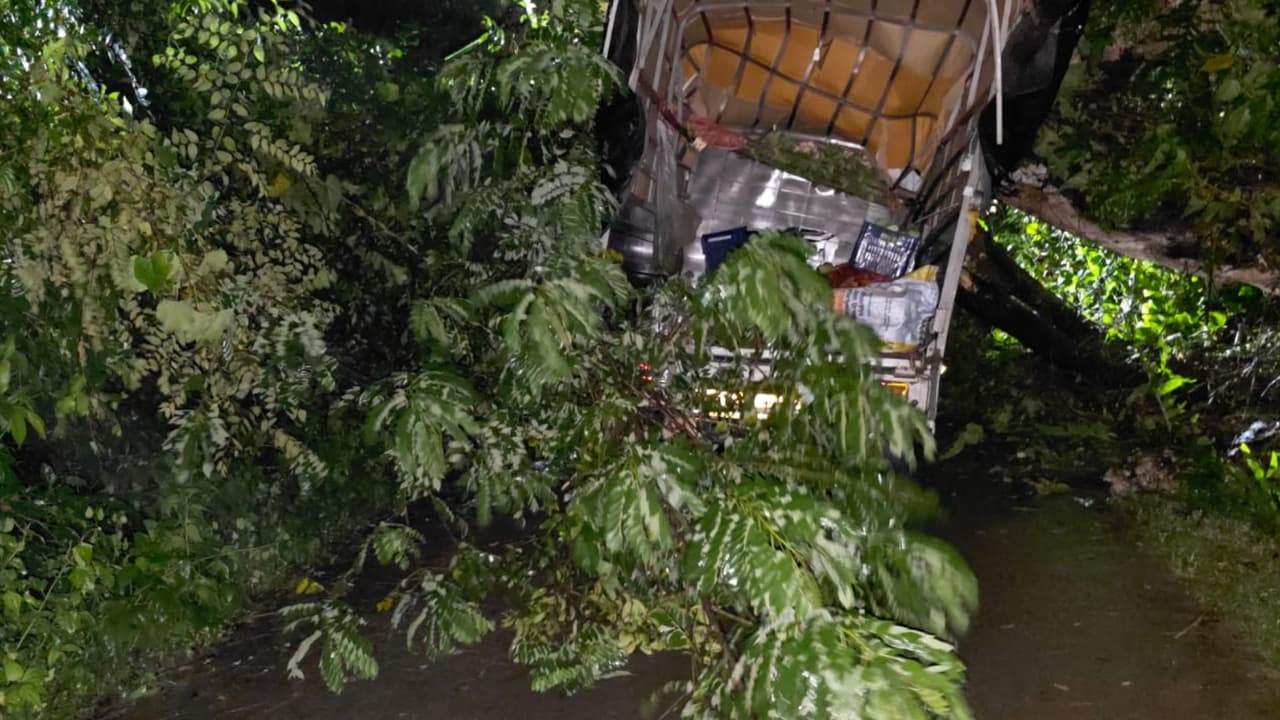 Shivamogga Driver survives after massive tree falls on moving vehicle rav Shivamogga Driver survives after massive tree falls on moving vehicle rav