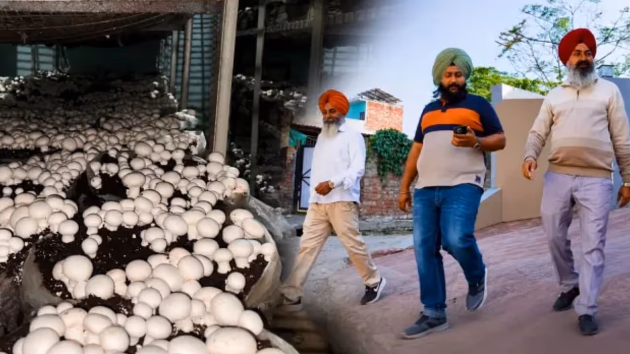 Rs 10000 to Rs 3 crore How 2 Punjab brothers built a high yield mushroom empire Rs 10000 to Rs 3 crore How 2 Punjab brothers built a high yield mushroom empire