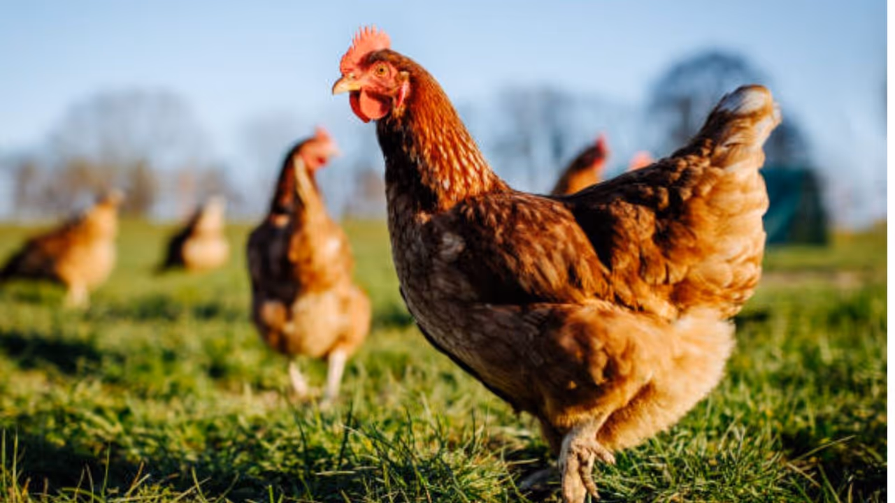 Woman loses job at amazon builds chicken farm with six chicks Woman loses job at amazon builds chicken farm with six chicks