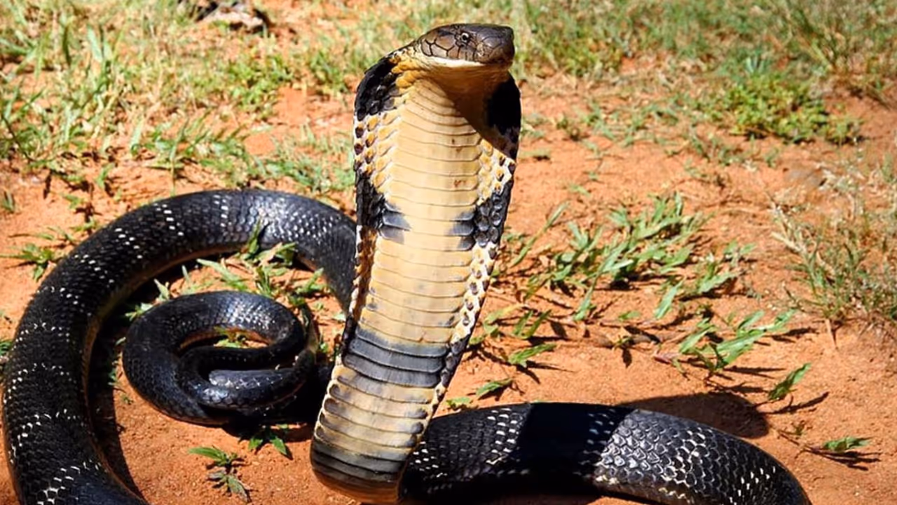man capturing king cobra posting images online chargesheet filed against him man capturing king cobra posting images online chargesheet filed against him