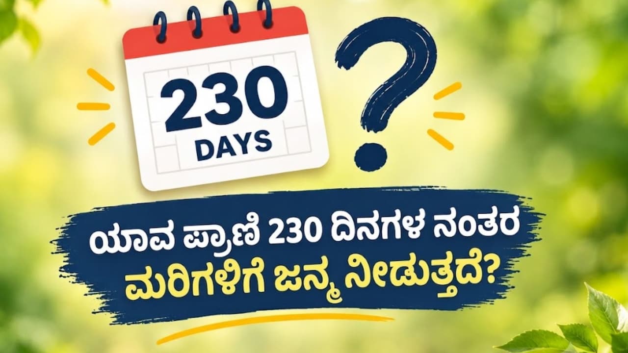 Which Animal Gives Birth After 230 Days Which Animal Gives Birth After 230 Days