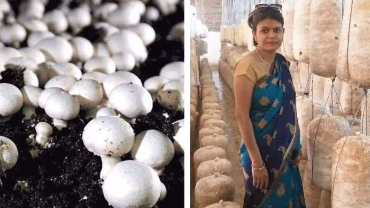 After College Shutdown Teacher Started Mushroom Farming Earns Rs 1 5 Lakh Month After College Shutdown Teacher Started Mushroom Farming Earns Rs 1 5 Lakh Month
