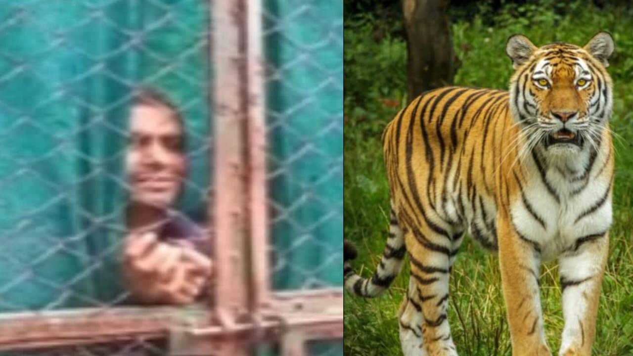 man enters tiger cage