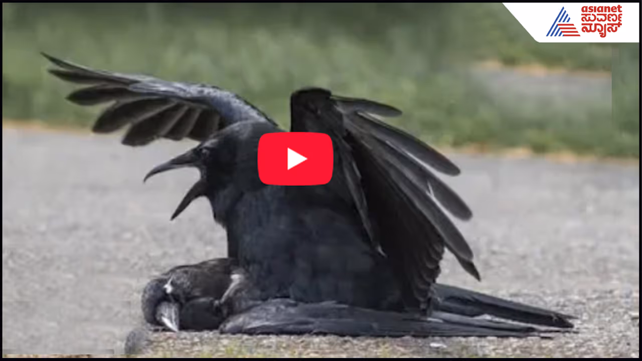Crows Copulate with Corpses