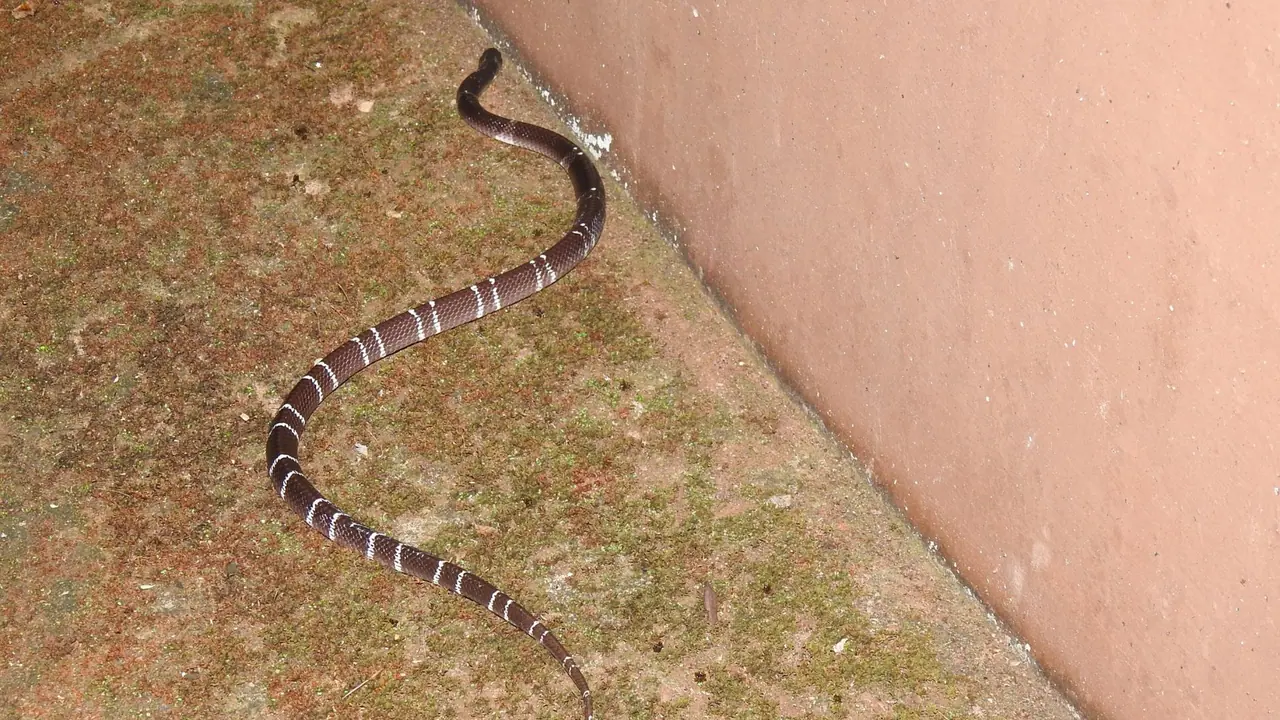 Common krait Snake Bite