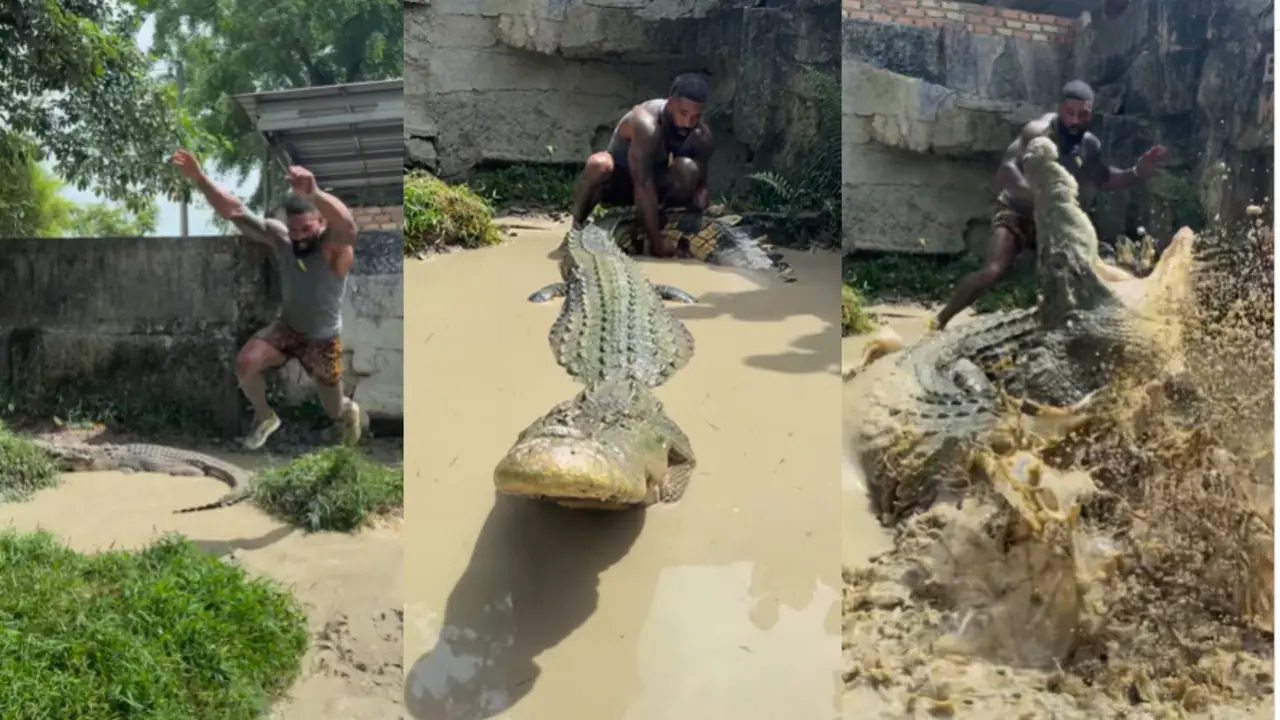 Crocodile Viral Video