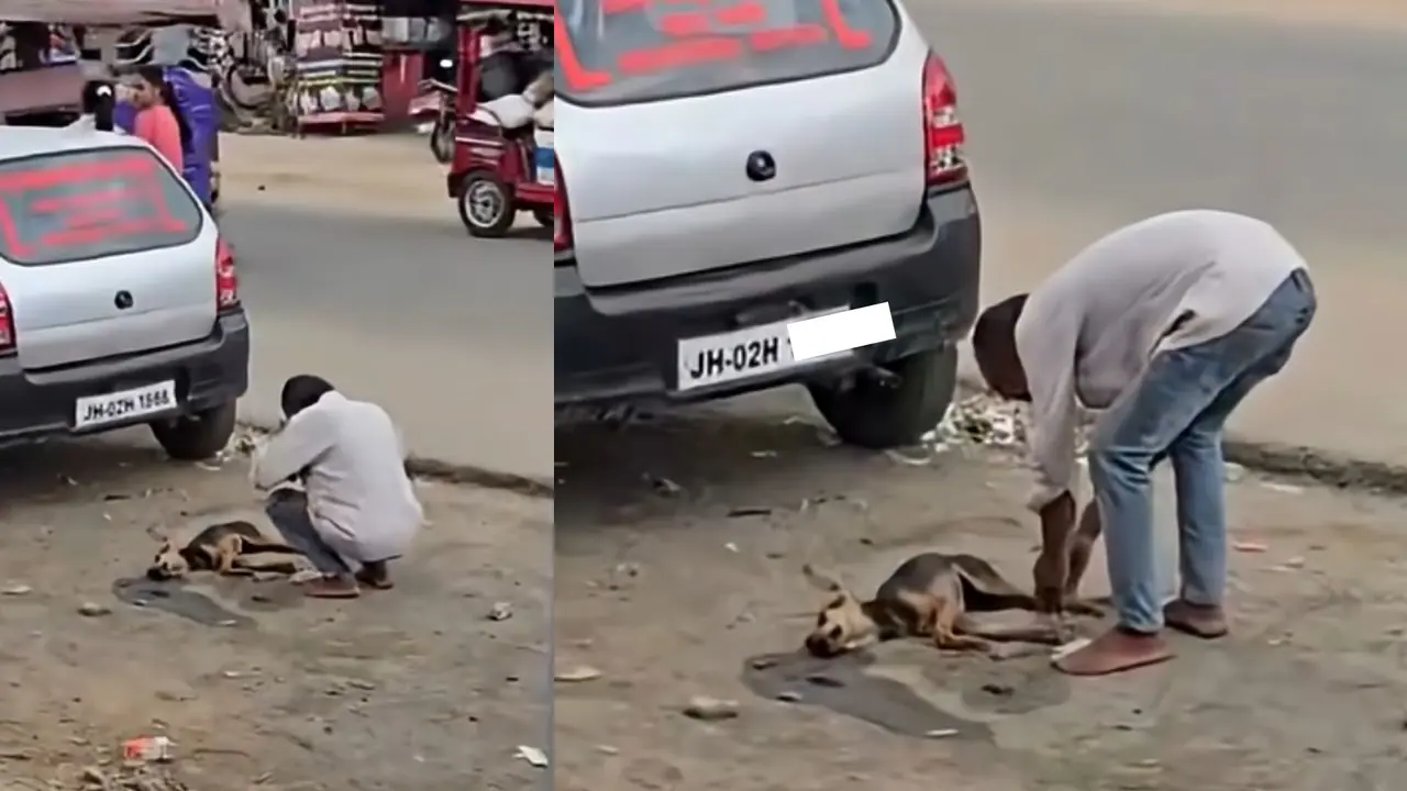 Car Driver Apologizes to Dog Car Driver Apologizes to Dog