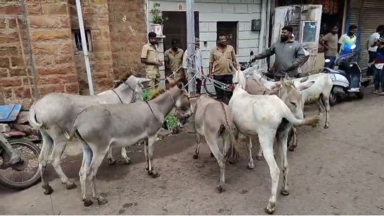 Jamkhandi Donkey Operation Jamkhandi Donkey Operation