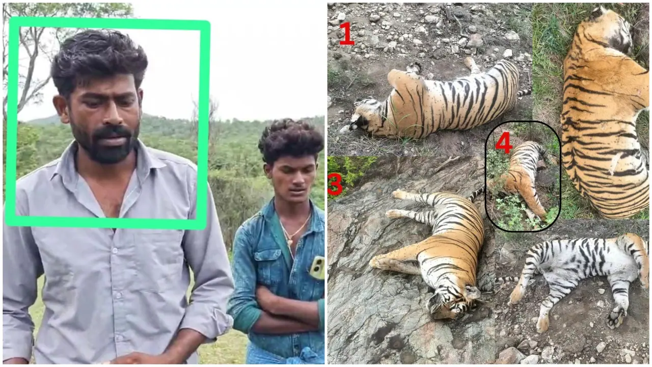 Tiger Death