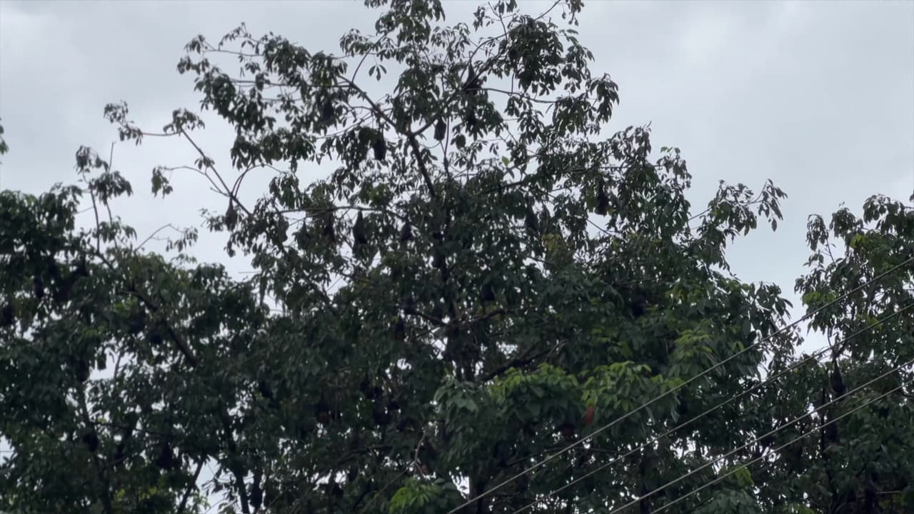 nipah nipah