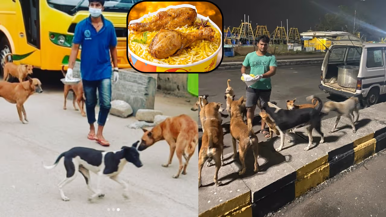 Bengaluru Street Dogs Chicken Biriyani