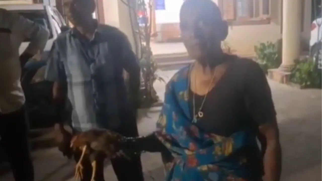 Grandmother Chicken Love