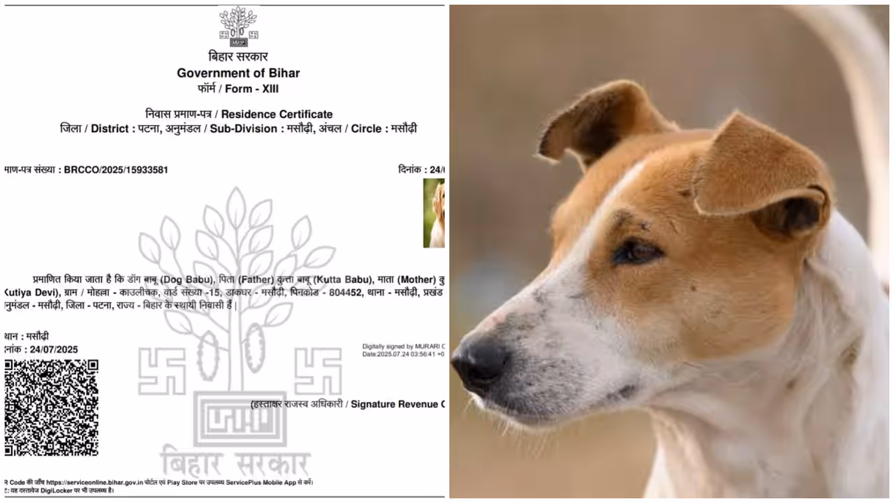 Dog Babu Gets a Residence Certificate in Bihar