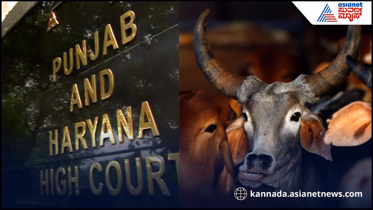 punjab HC on Cow slaughter case