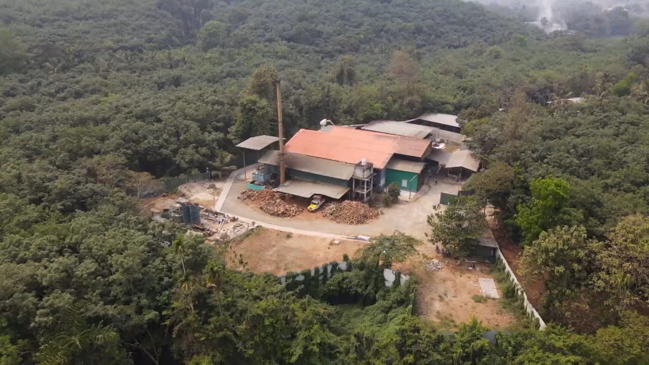 fresh cut plant fresh cut plant