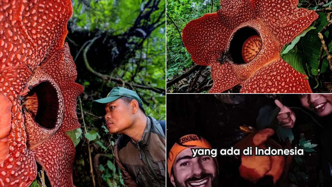 Largest corpse flower Rafflesia hasseltii