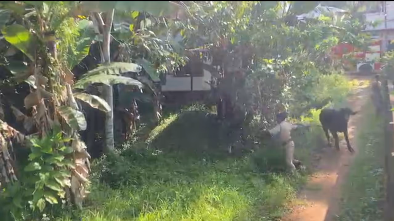 Buffalo attack Buffalo attack