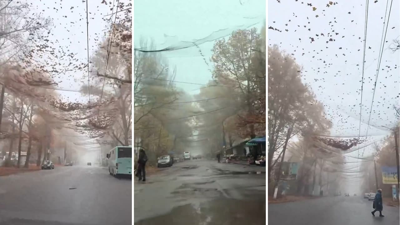 Viral Ukraine Street Video Reveals Chilling Truth Behind Leaf Nets Across Streets Anti Drone Nets Leave Internet Amazed Viral Ukraine Street Video Reveals Chilling Truth Behind Leaf Nets Across Streets Anti Drone Nets Leave Internet Amazed
