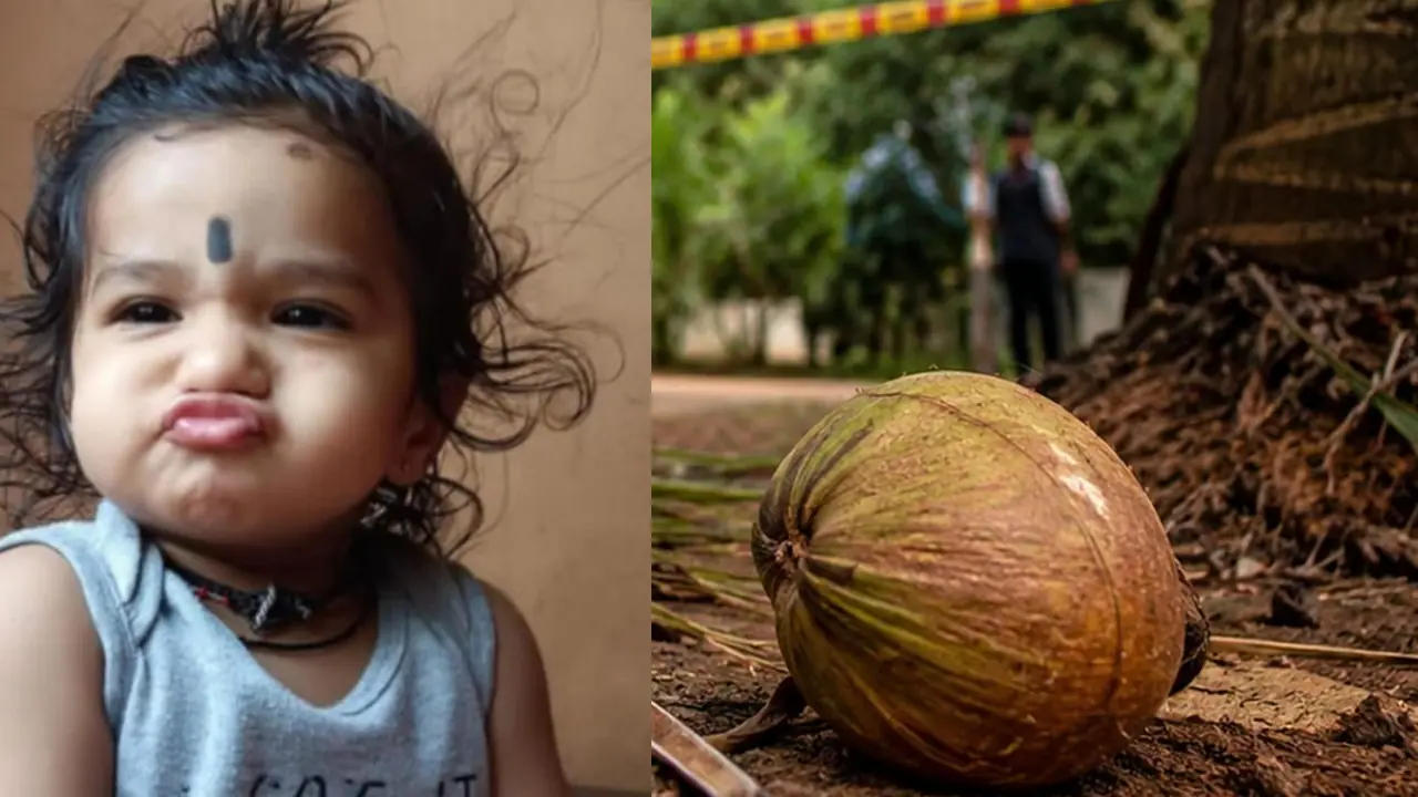 Heranje shocking incident A baby dies after coconut fell on head Heranje shocking incident A baby dies after coconut fell on head