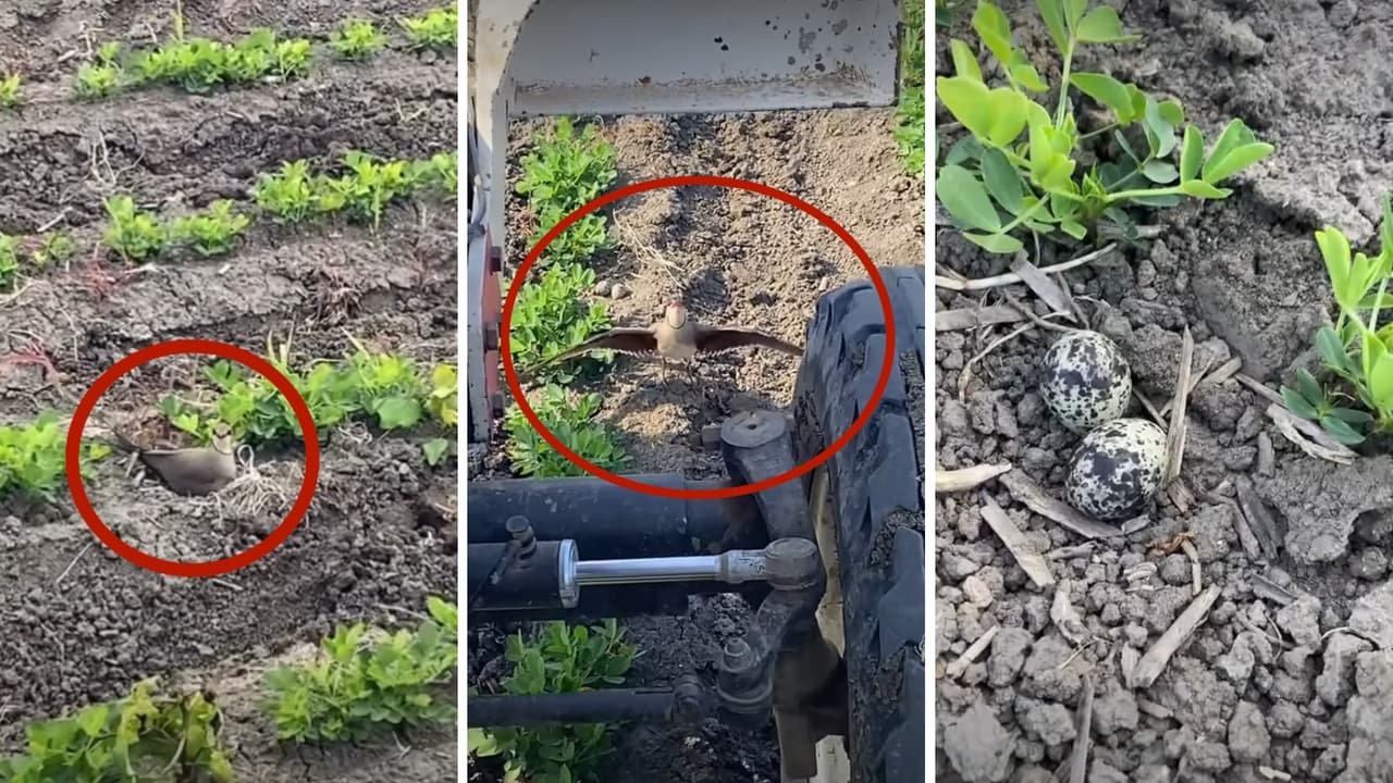 Mother's Love Has No Limits: Brave Lapwing Shields Eggs From Tractor in Viral Field Video Mother's Love Has No Limits: Brave Lapwing Shields Eggs From Tractor in Viral Field Video
