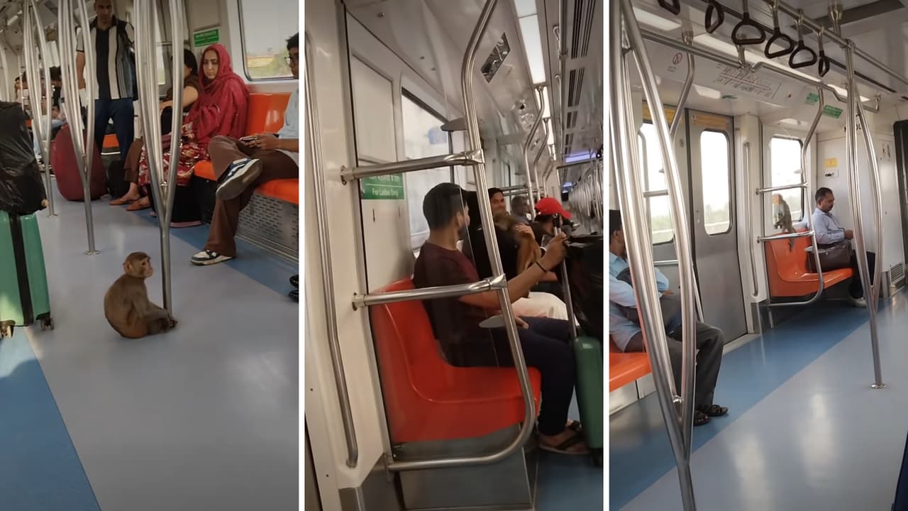 Delhi Metro Monkey Video Goes Viral Sits on Woman Lap After Commuters Remain Unfazed Calmly React Without Panic Delhi Metro Monkey Video Goes Viral Sits on Woman Lap After Commuters Remain Unfazed Calmly React Without Panic