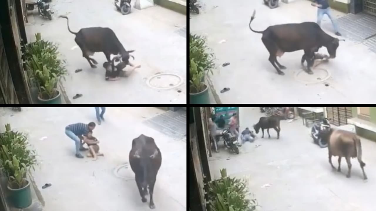 Delhi Cow Attack Video Child injured after stray cow attack in Tughlakabad viral CCTV sparks debate Delhi Cow Attack Video Child injured after stray cow attack in Tughlakabad viral CCTV sparks debate