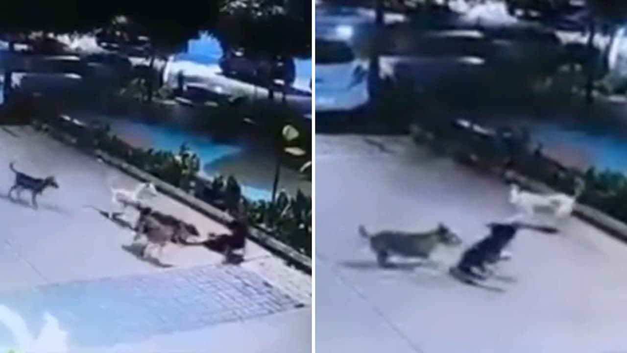 Chhattisgarh Stray Dog Attack Video Chhattisgarh Stray Dog Attack Video