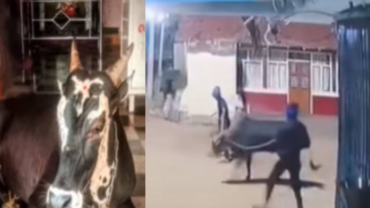 Davanagere Bull Theft Davanagere Bull Theft