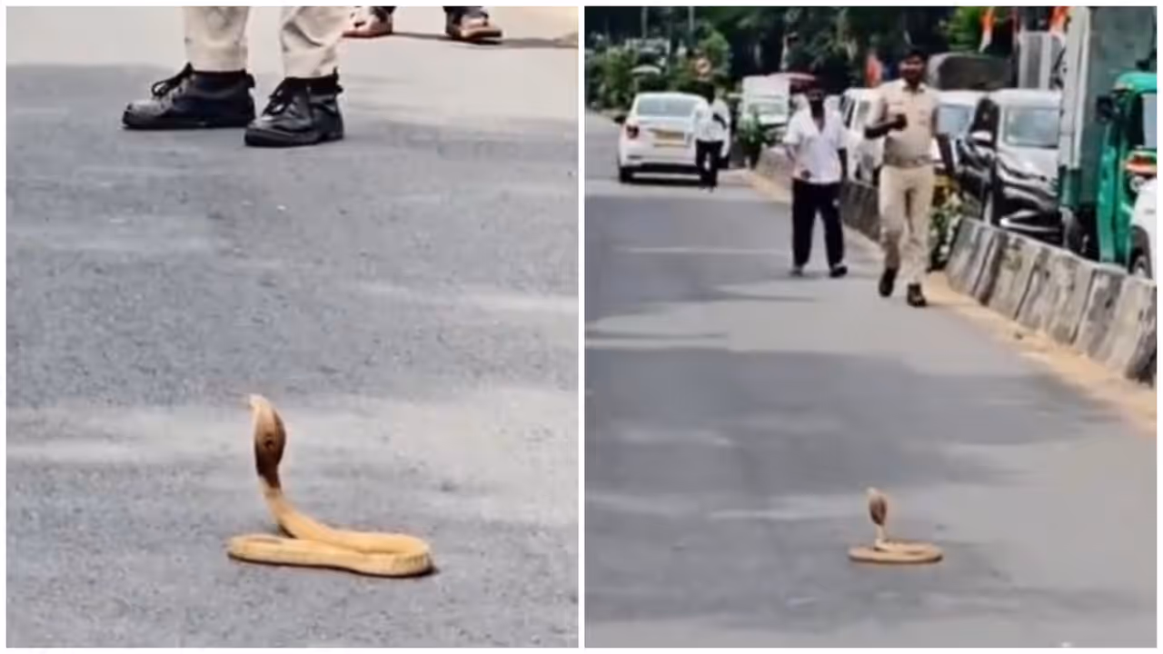 Cobra Brings Bengaluru Traffic To a Standstill For 30 Minutes On Palace Road Cobra Brings Bengaluru Traffic To a Standstill For 30 Minutes On Palace Road