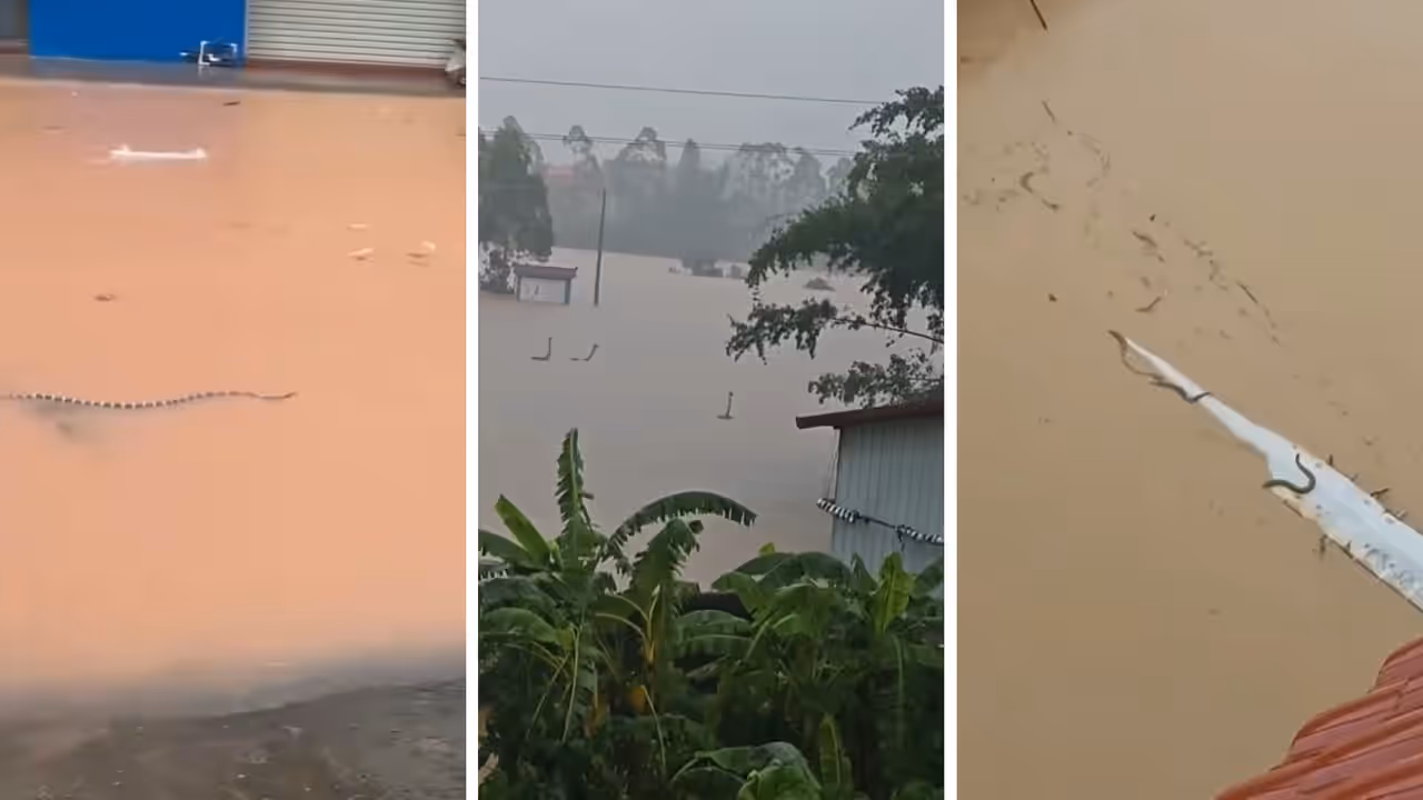 Video of snakes escaping China facility due to floodwaters sparks debate Video of snakes escaping China facility due to floodwaters sparks debate