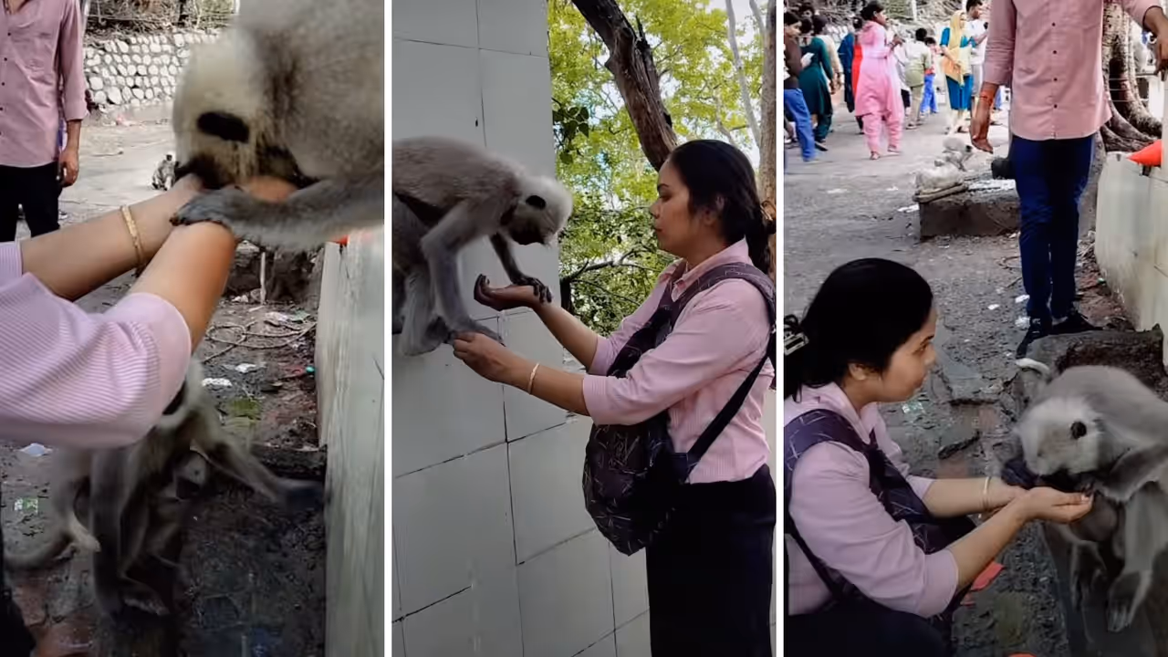 Viral Video Shows Woman Helping Monkeys Drink Water Internet Melts Praises Her Kindness Viral Video Shows Woman Helping Monkeys Drink Water Internet Melts Praises Her Kindness