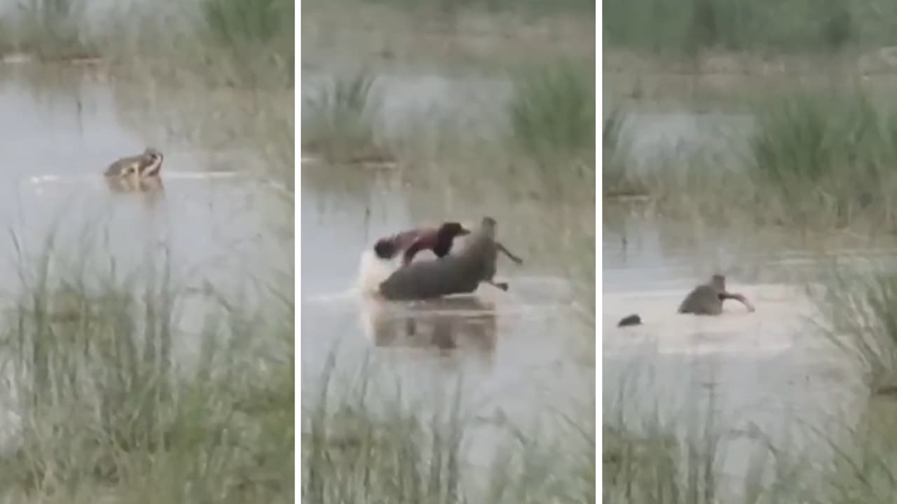 UP crocodile attack video surfaces after Bahraich boy dragged into river by reptile as uncle rescue attempt fails UP crocodile attack video surfaces after Bahraich boy dragged into river by reptile as uncle rescue attempt fails